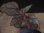 画像4: Begonia cf. laruei from Danau Toba 【HW0517-02】 (4)