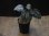 画像2: Begonia cf. laruei from Danau Toba 【HW0517-02】 (2)