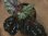 画像1: Begonia cf. laruei from Danau Toba 【HW0517-02】 (1)
