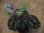 画像3: Begonia cf. laruei from Danau Toba 【HW0517-02】 (3)