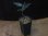 画像4: Aglaonema pictum from Sibolga Utara【HW0818-06e】(6) (4)