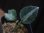 画像1: Aglaonema pictum DCF from Sibolga Utara【HW0818-04a】(6) (1)