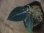 画像1: Aglaonema pictum from Sibolga Utara【HW0818-06e】(5) (1)