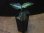 画像4: Aglaonema pictum multicolor from Sibolga Utara【HW0818-06a】(5) (4)