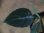 画像2: Aglaonema pictum from Sibolga Utara【HW0818-06e】(5) (2)