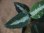 画像2: Aglaonema pictum multicolor from Sibolga Utara【HW0818-06a】(5) (2)