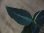 画像1: Aglaonema pictum from Sibolga Utara【HW0818-06e】(6) (1)