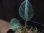 画像2: Aglaonema pictum DCF from Sibolga Utara【HW0818-04a】(6) (2)