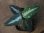 画像1: Aglaonema pictum multicolor from Sibolga Utara【HW0818-06a】(5) (1)