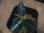 画像3: Aglaonema pictum from Sibolga Utara【HW0818-06b】(9) (3)