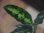画像2: Aglaonema pictum multicolor from Sibolga Utara 【HW0816-06a】(8) (2)