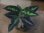 画像1: Aglaonema pictum multicolor from Sibolga Utara 【HW0816-06a】(8) (1)