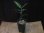 画像4: Aglaonema pictum multicolor from Sibolga Utara 【HW0816-06a】(8) (4)