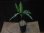 画像4: Aglaonema pictum tricolor from Aceh Selatan 【HW0418-01】(64) (4)
