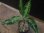 画像1: Aglaonema pictum tricolor from Aceh Selatan 【HW0418-01】(64) (1)