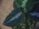 画像3: Aglaonema pictum 4color "Theory" from Sibolga Timur【HW1017-01】(3) (3)