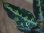 画像2: Aglaonema pictum from Sibolga Utara【HW0818-6h】 (2)