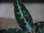 画像3: Aglaonema pictum from Sibolga Utara【HW0818-6h】 (3)