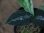 画像3: Aglaonema pictum  from Aceh Selatan_2【HW0818-02】(2) (3)