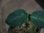 画像3: Aglaonema pictum tricolor from Aceh Selatan【HW1806-02】(19) (3)