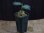 画像4: Aglaonema pictum tricolor from Aceh Selatan【HW1806-02】(19) (4)
