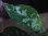画像3: Aglaonema pictum "E" from Tigalingga【HW0818-XG】