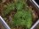 画像1: Teratophyllum rotundifoliatum from Sidikalang_1【HW0219-03】 (1)