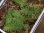 画像2: Teratophyllum rotundifoliatum from Sidikalang_1【HW0219-03】 (2)