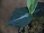 画像3: Aglaonema pictum from Tigalingga 【HW0219-02a】(14) (3)