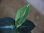 画像2: Aglaonema pictum from Tigalingga 【HW0219-02a】(14) (2)