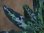 画像3: Aglaonema pictum tricolor Aceh Sumatera【LA0914-3ss】L株 (3)