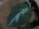 画像2: Aglaonema pictum from Tigalingga 【HW0219-02a】(16) (2)