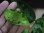 画像4: Aglaonema pictum tricolor from Sibolga Utara 【HW0818-06b】 (4)