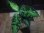 画像1: Aglaonema pictum tricolor from Sibolga Utara 【HW0818-06b】 (1)