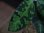 画像3: Aglaonema pictum tricolor from Sibolga Utara 【HW0818-06b】 (3)
