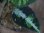 画像3: Aglaonema pictum multicolor from Sibolga Utara【HW0818-06i】(2)