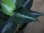 画像3: Aglaonema pictum from Sidikalang【HW0818-03c】(2) (3)