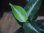 画像4: Aglaonema pictum from Sidikalang【HW0818-03c】(2) (4)