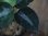 画像5: Aglaonema pictum tricolor from Tigalingga【HW0219-01c】