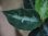 画像3: Aglaonema pictum tricolor from Tigalingga【HW0219-01c】