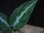 画像2: Aglaonema pictum from Tigalingga【HW0818-XG】(12) (2)