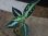 画像1: Aglaonema pictum tricolor from Aceh Selatan_2 【HW0818-02】 (1)