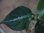 画像4: Aglaonema pictum from Tigalingga【HW0818-XG】(3) (4)