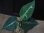 画像1: Aglaonema pictum from Tigalingga【HW0818-XG】(3) (1)