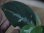 画像3: Aglaonema pictum from Tigalingga【HW0818-XG】(3) (3)