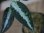 画像2: Aglaonema pictum tricolor from Aceh Selatan_2 【HW0818-02】
