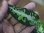 画像4: Aglaonema pictum tricolor from Aceh Selatan_2 【HW0818-02】