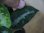 画像4: Aglaonema pictum tricolor from Tigalingga【HW0219-01c】