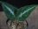 画像1: Aglaonema pictum from Tigalingga【HW0818-XG】(12) (1)