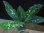 画像2: Aglaonema pictum tricolor from Aceh Selatan【HW0816-03】